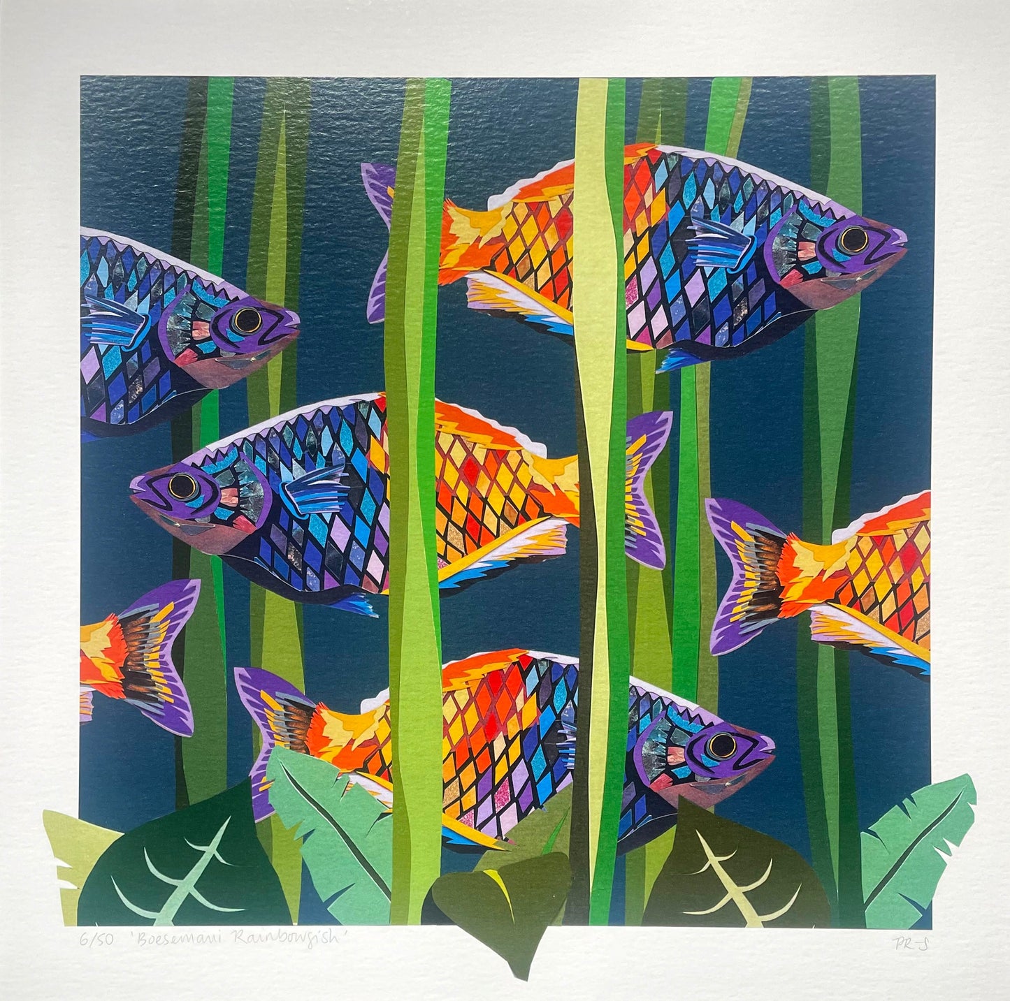Limited Edition Rainbowfish Print