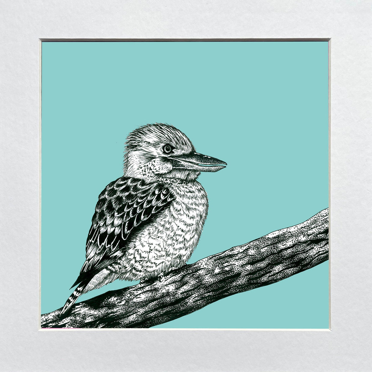 Illustration of a kookaburra bird on a branch with a blue background, in a white mount.