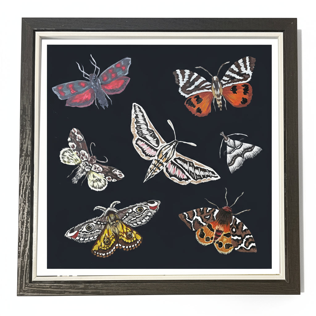 Limited Edition British Moths Print