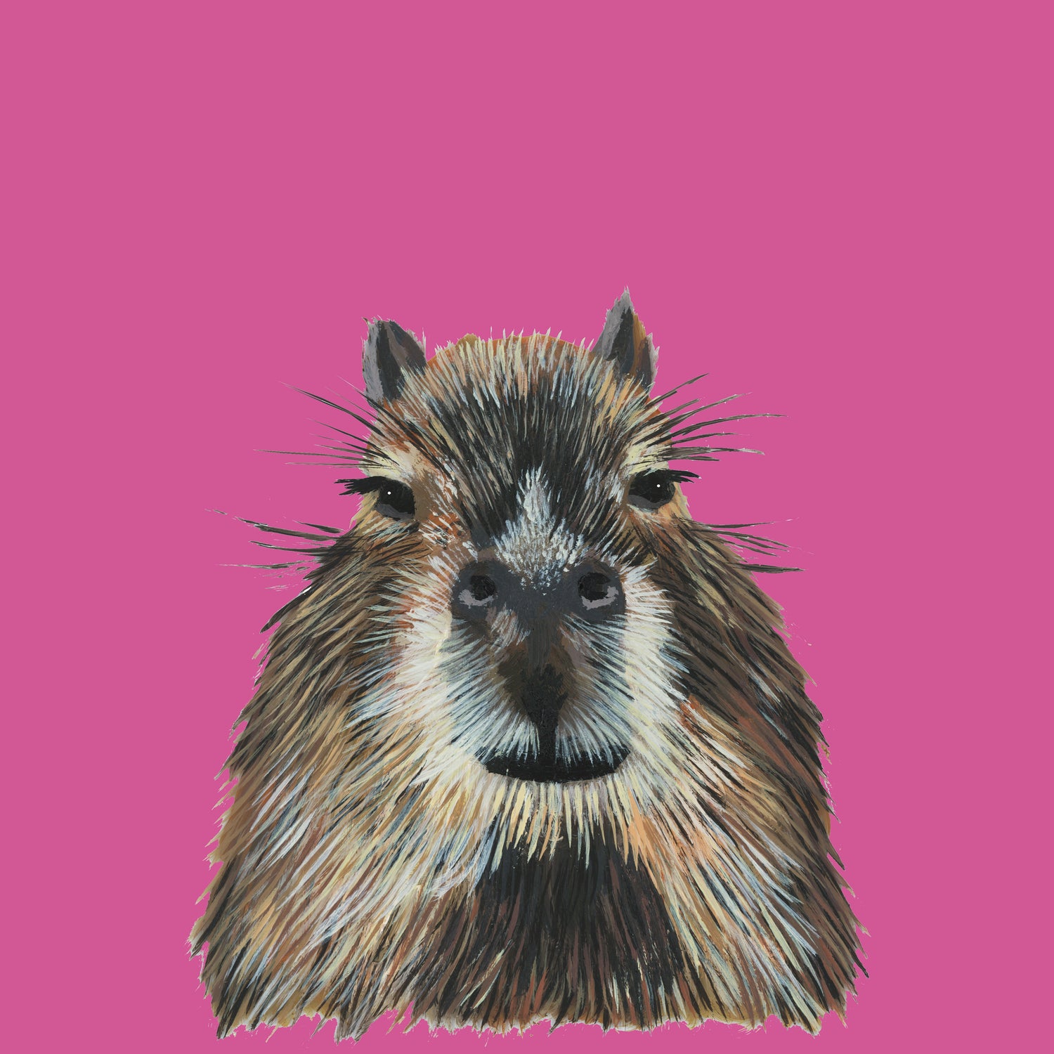 Animal Collection