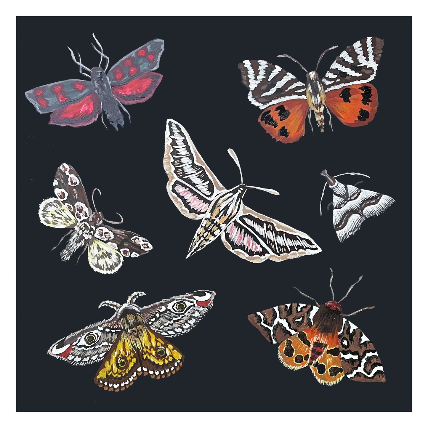 Limited Edition British Moths Print
