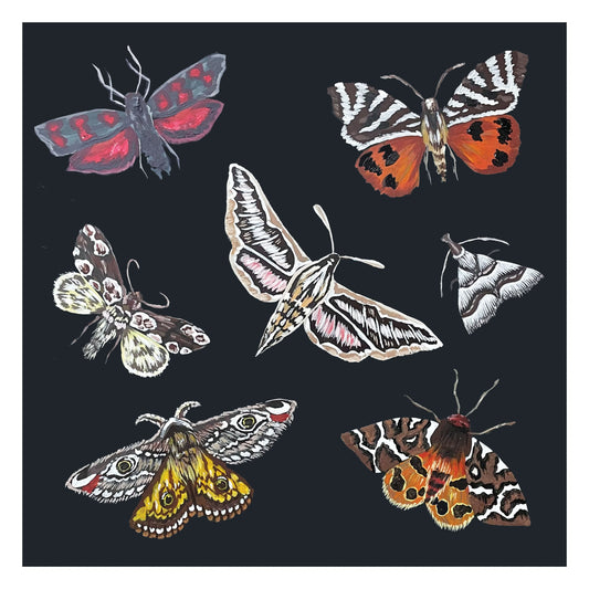 Limited Edition British Moths Print