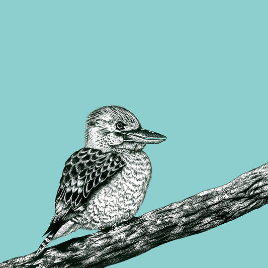Kookaburra Print