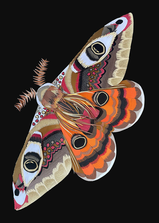 Emperor Moth Print