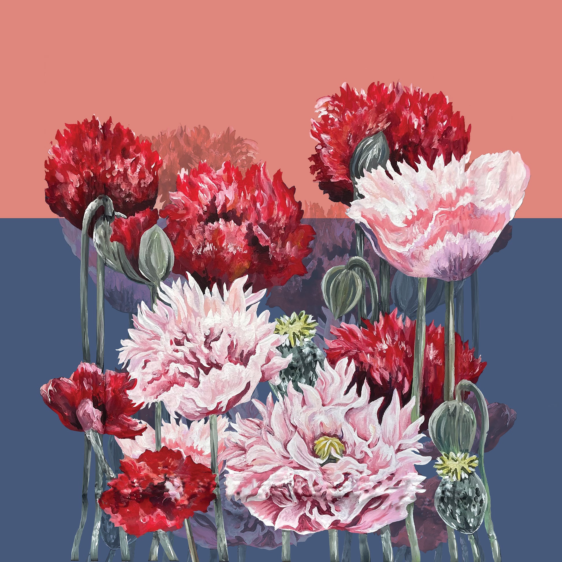 Colourful poppies on a pink and blue background