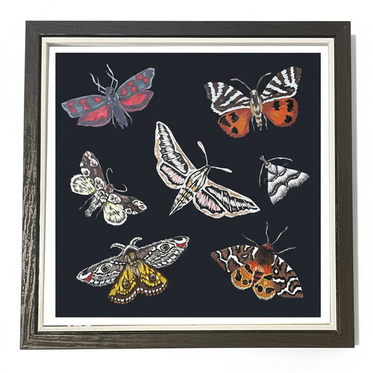Limited Edition British Moths Print