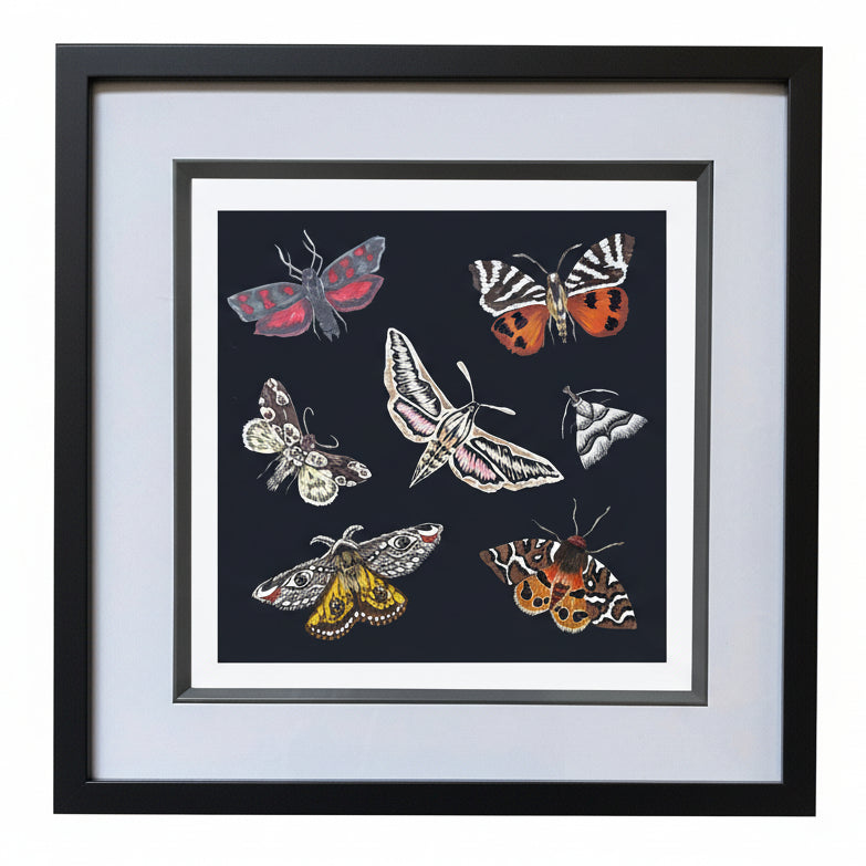 Limited Edition British Moths Print