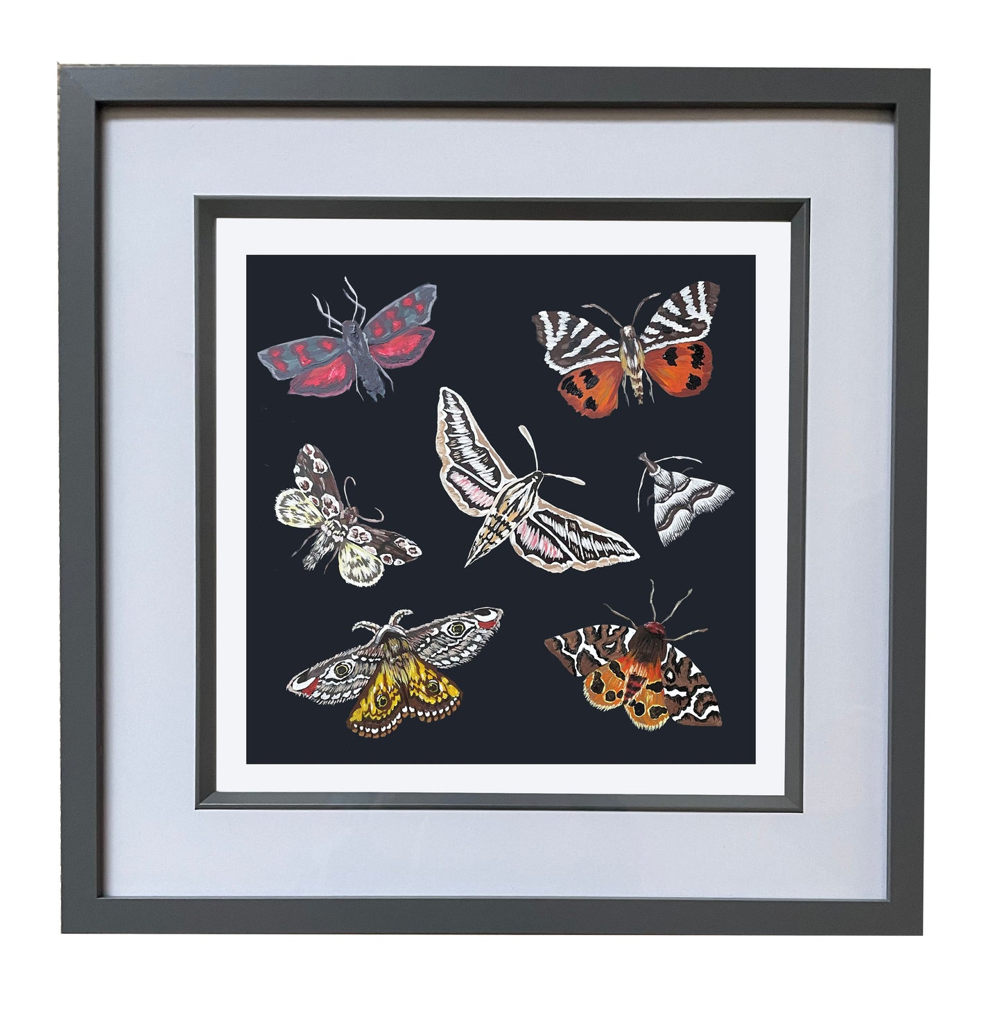 Limited Edition British Moths Print