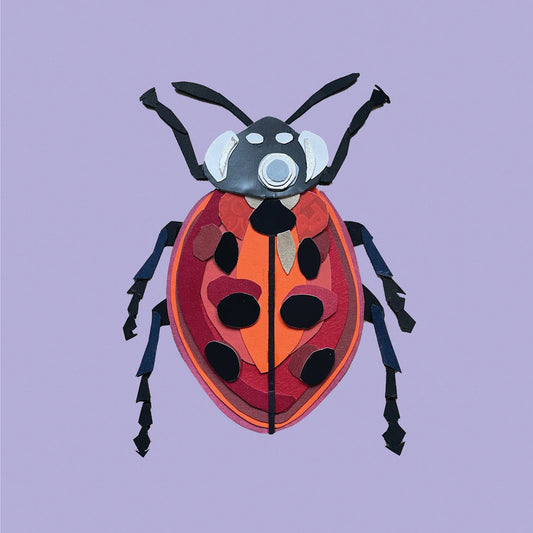 Ladybird Print
